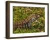 Lizard in the forest next to the Iguazu Falls, Foz do Iguacu, State of Parana, Brazil, South Americ-Karol Kozlowski-Framed Photographic Print