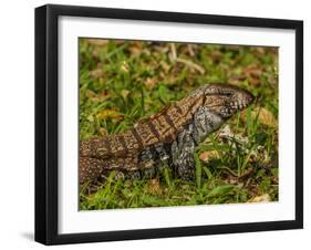 Lizard in the forest next to the Iguazu Falls, Foz do Iguacu, State of Parana, Brazil, South Americ-Karol Kozlowski-Framed Photographic Print