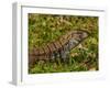 Lizard in the forest next to the Iguazu Falls, Foz do Iguacu, State of Parana, Brazil, South Americ-Karol Kozlowski-Framed Photographic Print