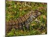 Lizard in the forest next to the Iguazu Falls, Foz do Iguacu, State of Parana, Brazil, South Americ-Karol Kozlowski-Mounted Photographic Print