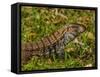 Lizard in the forest next to the Iguazu Falls, Foz do Iguacu, State of Parana, Brazil, South Americ-Karol Kozlowski-Framed Stretched Canvas