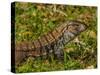 Lizard in the forest next to the Iguazu Falls, Foz do Iguacu, State of Parana, Brazil, South Americ-Karol Kozlowski-Stretched Canvas