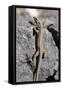 Lizard, La Palma, Canary Islands, Spain, 2009-Peter Thompson-Framed Stretched Canvas