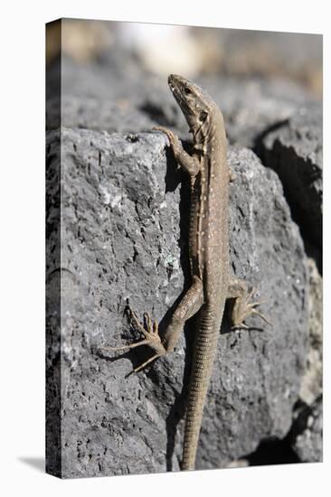 Lizard, La Palma, Canary Islands, Spain, 2009-Peter Thompson-Stretched Canvas