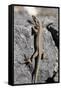 Lizard, La Palma, Canary Islands, Spain, 2009-Peter Thompson-Framed Stretched Canvas