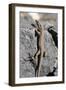 Lizard, La Palma, Canary Islands, Spain, 2009-Peter Thompson-Framed Photographic Print