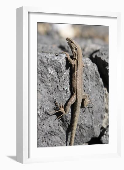 Lizard, La Palma, Canary Islands, Spain, 2009-Peter Thompson-Framed Photographic Print