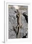 Lizard, La Palma, Canary Islands, Spain, 2009-Peter Thompson-Framed Photographic Print