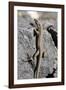 Lizard, La Palma, Canary Islands, Spain, 2009-Peter Thompson-Framed Photographic Print