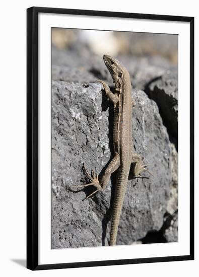 Lizard, La Palma, Canary Islands, Spain, 2009-Peter Thompson-Framed Photographic Print