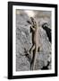 Lizard, La Palma, Canary Islands, Spain, 2009-Peter Thompson-Framed Photographic Print