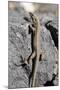 Lizard, La Palma, Canary Islands, Spain, 2009-Peter Thompson-Mounted Photographic Print