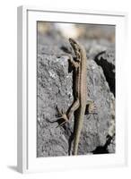 Lizard, La Palma, Canary Islands, Spain, 2009-Peter Thompson-Framed Photographic Print