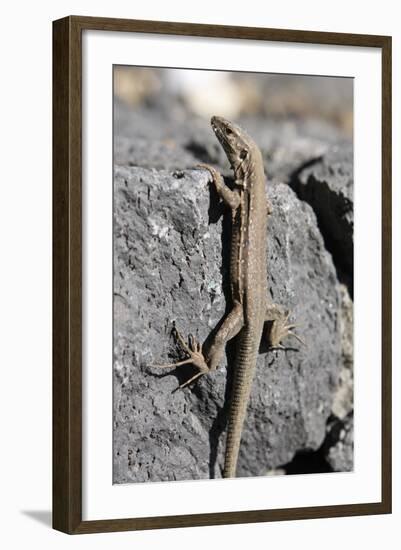 Lizard, La Palma, Canary Islands, Spain, 2009-Peter Thompson-Framed Photographic Print