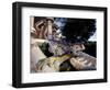 Lizard Mosaic in Parc Guell, Barcelona, Spain-Michele Molinari-Framed Photographic Print