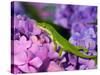 Lizard on Hydrangea, Savannah, Georgia, USA-Joanne Wells-Stretched Canvas