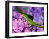 Lizard on Hydrangea, Savannah, Georgia, USA-Joanne Wells-Framed Photographic Print