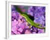 Lizard on Hydrangea, Savannah, Georgia, USA-Joanne Wells-Framed Photographic Print