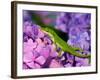 Lizard on Hydrangea, Savannah, Georgia, USA-Joanne Wells-Framed Photographic Print