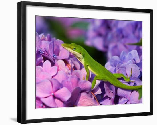 Lizard on Hydrangea, Savannah, Georgia, USA-Joanne Wells-Framed Photographic Print