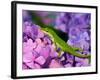 Lizard on Hydrangea, Savannah, Georgia, USA-Joanne Wells-Framed Photographic Print