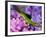 Lizard on Hydrangea, Savannah, Georgia, USA-Joanne Wells-Framed Photographic Print