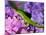 Lizard on Hydrangea, Savannah, Georgia, USA-Joanne Wells-Mounted Photographic Print