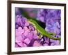 Lizard on Hydrangea, Savannah, Georgia, USA-Joanne Wells-Framed Photographic Print