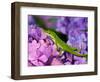 Lizard on Hydrangea, Savannah, Georgia, USA-Joanne Wells-Framed Photographic Print