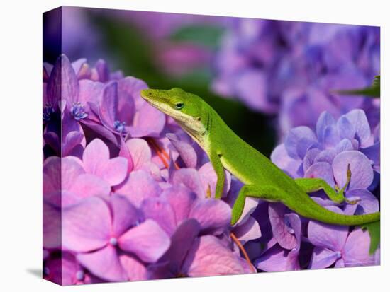 Lizard on Hydrangea, Savannah, Georgia, USA-Joanne Wells-Stretched Canvas