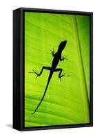 Lizard on Leaf, Sarapiqui, Costa Rica-null-Framed Stretched Canvas
