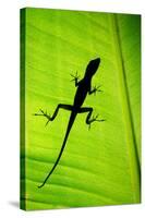 Lizard on Leaf, Sarapiqui, Costa Rica-null-Stretched Canvas