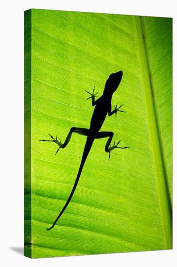 Lizard on Leaf, Sarapiqui, Costa Rica-null-Stretched Canvas