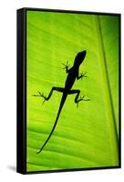Lizard on Leaf, Sarapiqui, Costa Rica-null-Framed Stretched Canvas