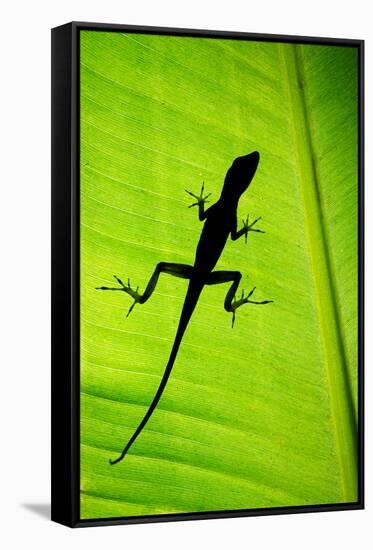 Lizard on Leaf, Sarapiqui, Costa Rica-null-Framed Stretched Canvas