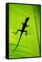 Lizard on Leaf, Sarapiqui, Costa Rica-null-Framed Stretched Canvas