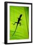 Lizard on Leaf, Sarapiqui, Costa Rica-null-Framed Premium Photographic Print