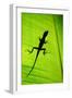 Lizard on Leaf, Sarapiqui, Costa Rica-null-Framed Premium Photographic Print