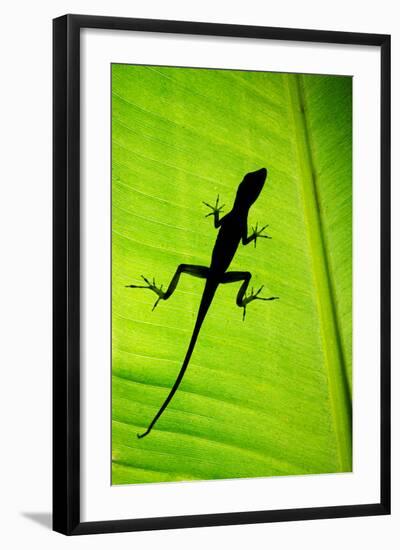 Lizard on Leaf, Sarapiqui, Costa Rica-null-Framed Premium Photographic Print