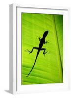 Lizard on Leaf, Sarapiqui, Costa Rica-null-Framed Photographic Print