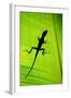 Lizard on Leaf, Sarapiqui, Costa Rica-null-Framed Photographic Print