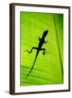 Lizard on Leaf, Sarapiqui, Costa Rica-null-Framed Photographic Print