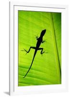 Lizard on Leaf, Sarapiqui, Costa Rica-null-Framed Photographic Print