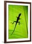 Lizard on Leaf, Sarapiqui, Costa Rica-null-Framed Photographic Print