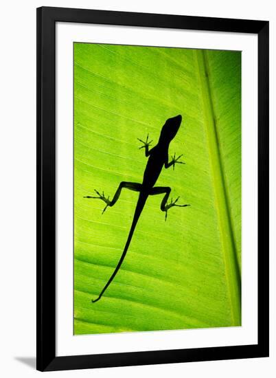 Lizard on Leaf, Sarapiqui, Costa Rica-null-Framed Photographic Print