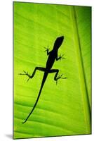 Lizard on Leaf, Sarapiqui, Costa Rica-null-Mounted Photographic Print