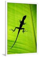 Lizard on Leaf, Sarapiqui, Costa Rica-null-Framed Photographic Print