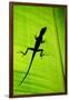 Lizard on Leaf, Sarapiqui, Costa Rica-null-Framed Photographic Print