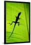 Lizard on Leaf, Sarapiqui, Costa Rica-null-Framed Photographic Print