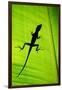 Lizard on Leaf, Sarapiqui, Costa Rica-null-Framed Premium Photographic Print
